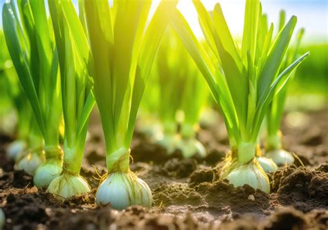 Calendario De Siembra De Febrero Qu Plantar Y Qu Labores Tocan En El