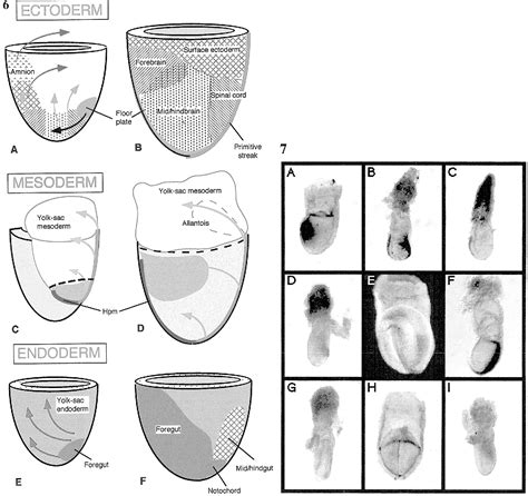 Figure From Mouse Gastrulation The Formation Of A Mammalian Body