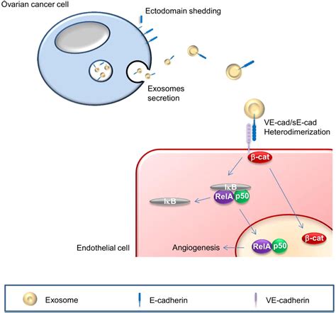 Figure 1 From New Insights Into The Role Of Soluble E Cadherin In Tumor