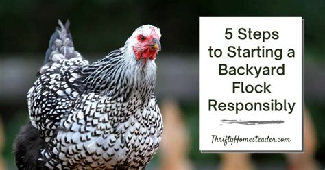 steps  starting  backyard flock responsibly