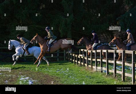 hunt hound hunting fox red rider england horse stock photo alamy