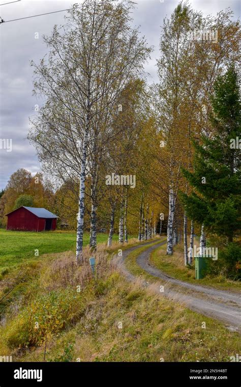 House And Barn In A Swedish Rural Landscape Outside Of Umea