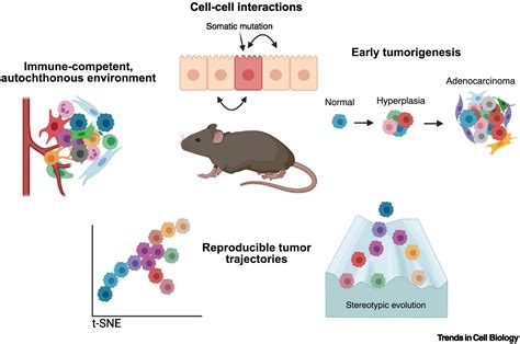 Capturing Cancer Evolution Using Genetically Engineered Mouse Models