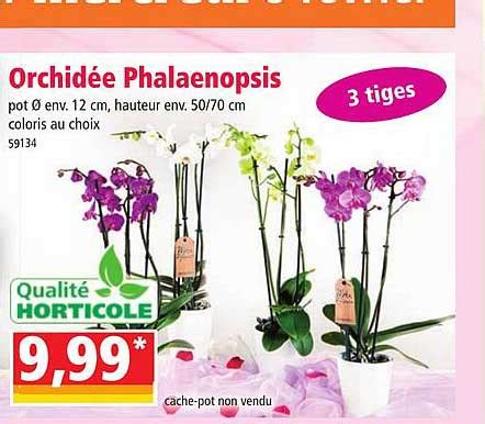 Promo Orchidée Phalaenopsis chez Norma iCatalogue fr