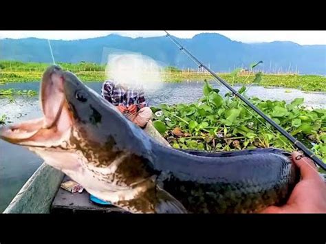 Mancing Ikan Gabus Monster Di Danau Lut Tawar Mancing Mania Wajib