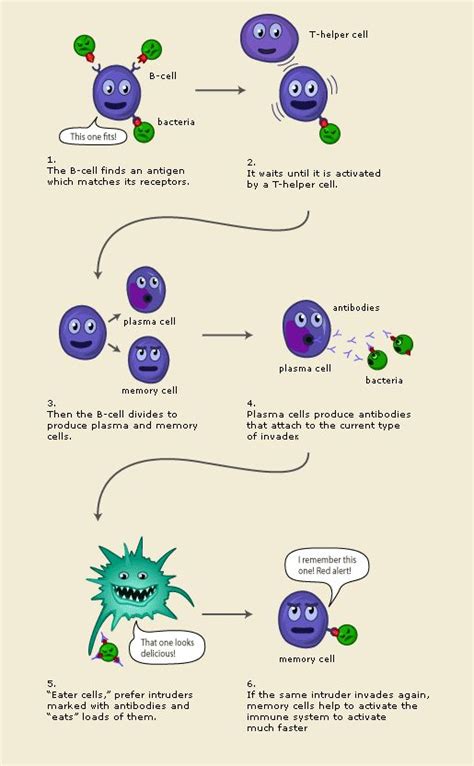 Concept Map Ideas Concept Map Biology Lessons Anatomy And Physiology