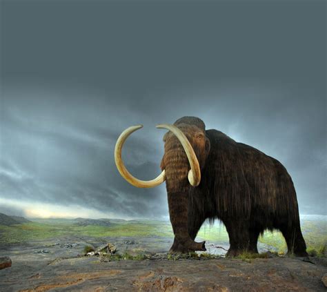 woolly-mammoth-web - Revive & Restore