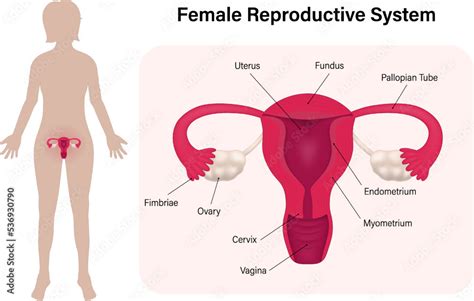 Women with female reproductive system. Human anatomy. Vectors for use in scientific and medical ...