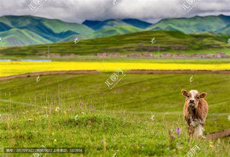 阿坝草原黄牛吃草高原平原自然风景摄影素材汇图网