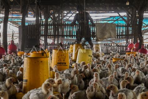 Harga Ayam Peternak Turun Antara Foto