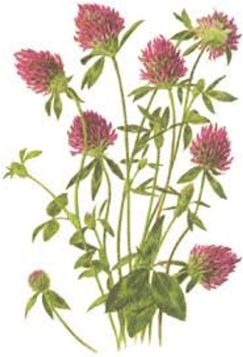 Red Clover 1000 10000 Pcs Fresh Seeds Trifolium Pratense Etsy