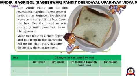 Mangoes Round The Year हिंदी Explanation Ncert Class 5 Evs Chapter 4 Cbse Class 5 Evs Youtube