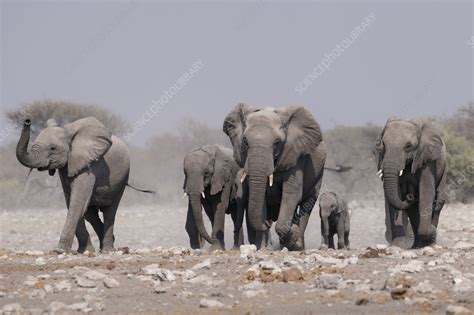 African elephant herd approaching waterhole - Stock Image - C058/6745 ...