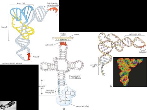 Y La Vida Evolucionó Arn Estructura Tipos FunciÓn 8 8