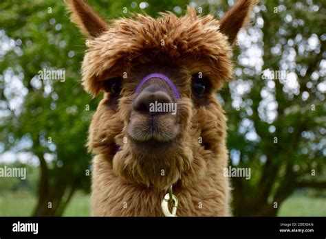 Alpaca Face Close Up Stock Photo Alamy