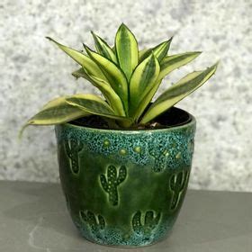 Mini espada de São jorge Variegata Vaso Garcia Garden