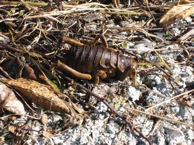 BLOG DO ANANIAS Weta Gigante O Maior Inseto Do Planeta