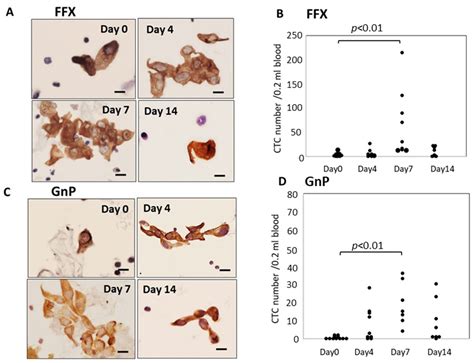 Cancers Free Full Text Mobilization Of Circulating Tumor Cells