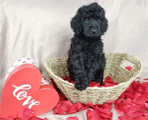 Perro Poodle Toy Negro Oconnorpestcontroloxnard