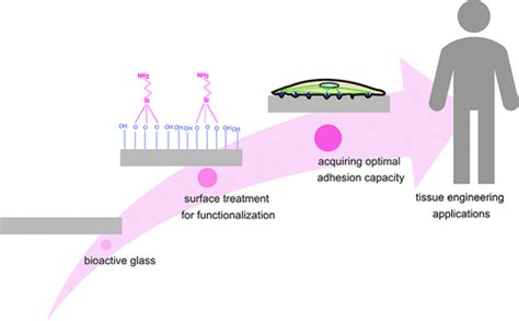 Surface Modification Of Bioactive Glass Promotes Cell Attachment And Spreading Acs Omega X Mol