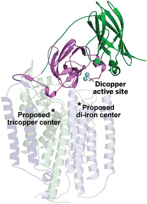 Enzyme S Active Site Sighted