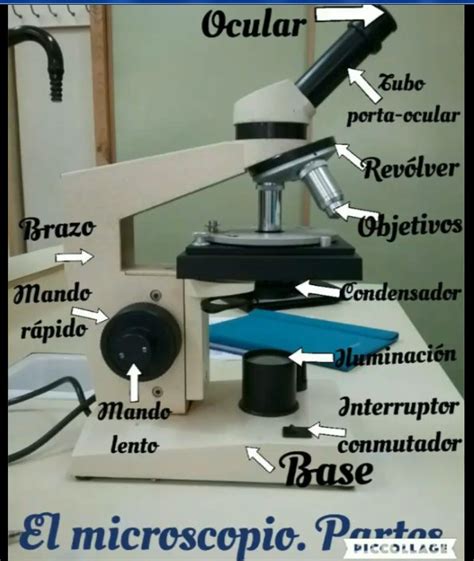 Biolog A Y Geolog A Eso Exxi Ies Mar Baquero Pr Ctica De