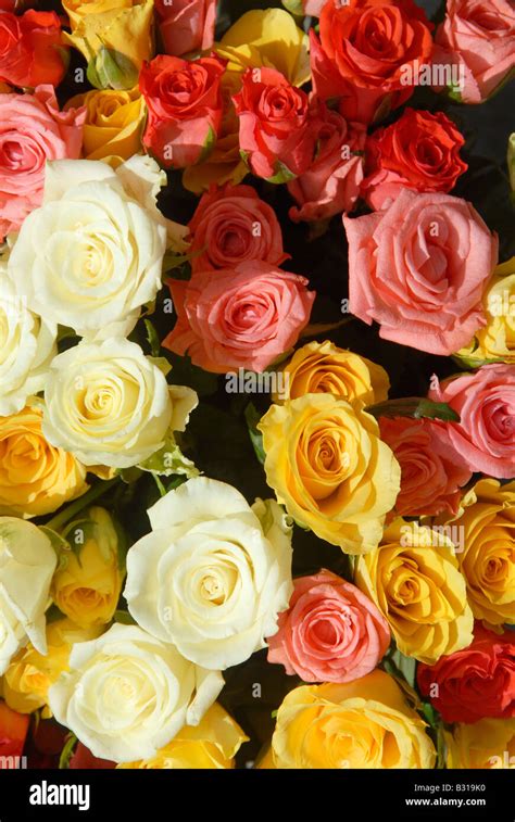 Bunch of roses Stock Photo - Alamy