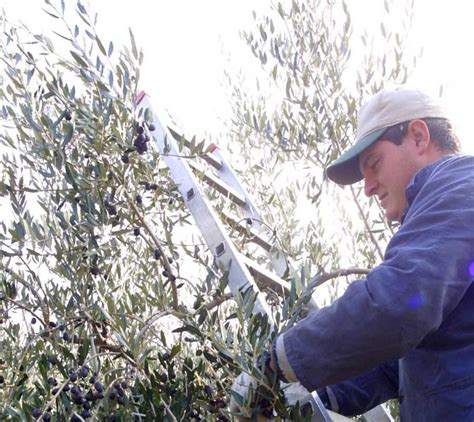 Prendersi Cura Degli Ulivi Di Tutti Terreni Comunali In Concessione