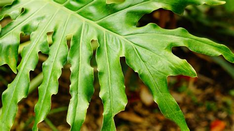 Day 73 Photo Florida Fern