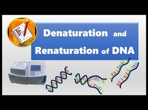 Denaturation and Renaturation of DNA - YouTube