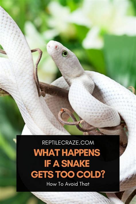 Reasons Why Your Snake Isn T Active Reptile Craze