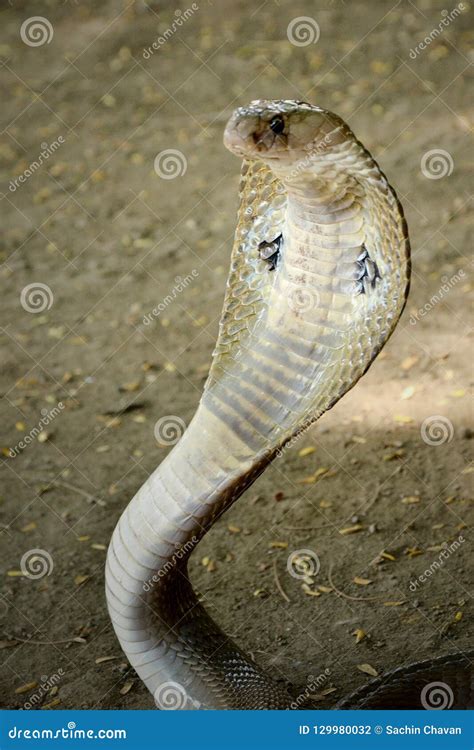 Indian Cobra Venom Snake Beautiful Wallpaper Stock Photo Image Of