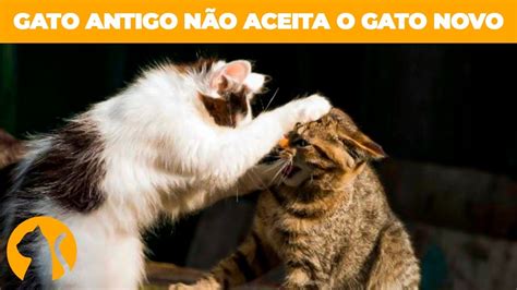 Como Acostumar um Gato Outro 8 Dicas para adaptação entre gatos