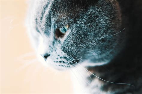 Scottish Fold Kedi Zellikleri Ve Bak M