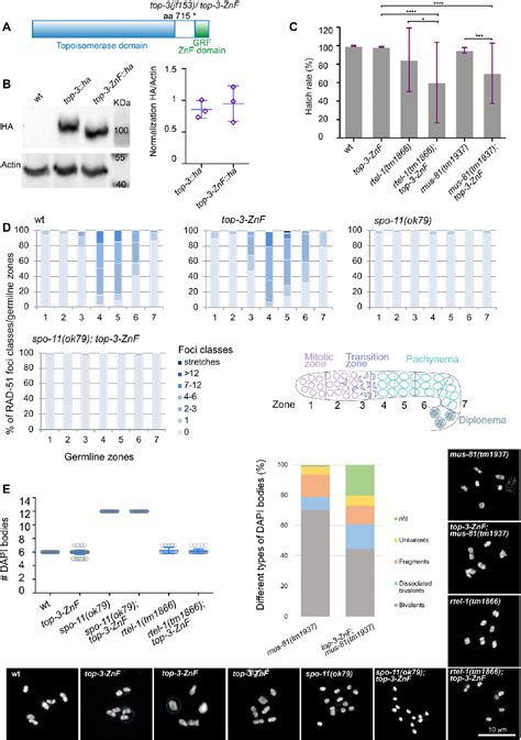 Figure From The Topoisomerase Zinc Finger Domain Cooperates With