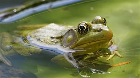 Green frog - Zoo Ecomuseum