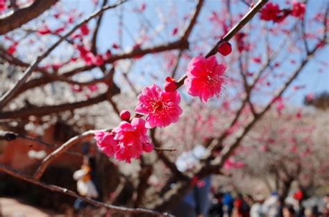 전남 꽃축제 광양 매화마을 매화축제 기본정보 개화상황 포함한 후기 네이버 블로그