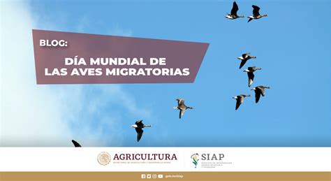 Día Mundial de las Aves Migratorias Servicio de Información