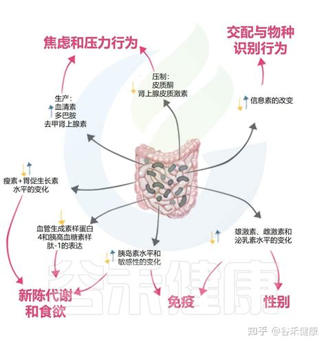 肠道菌群、性激素与疾病：探索它们的交互作用 知乎