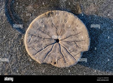 Eccentric Sand Dollar, Dendraster excentricus, skeleton on Hobuck Beach ...