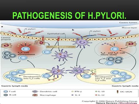 Ppt Helicobacter Pylori Update Powerpoint Presentation Free Download