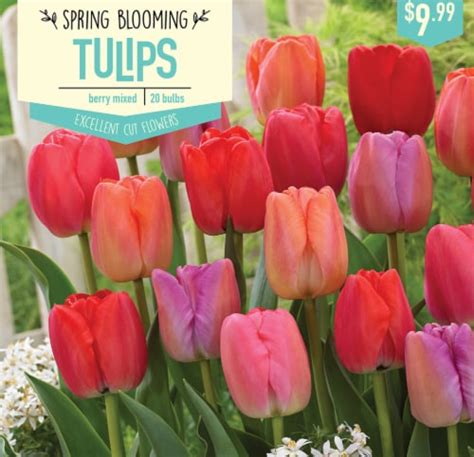 Garden State Bulb Tulip Berry Mixed Bulbs 20 Count 20 Ct Smiths