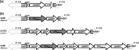 Structure of the cassette arrays of the two class 1 integrons found in... | Download High ...