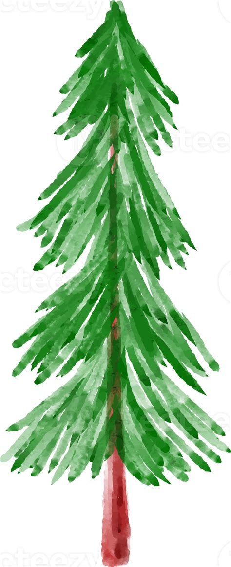 Christmas Watercolor Spruce Tree 12520833 Png