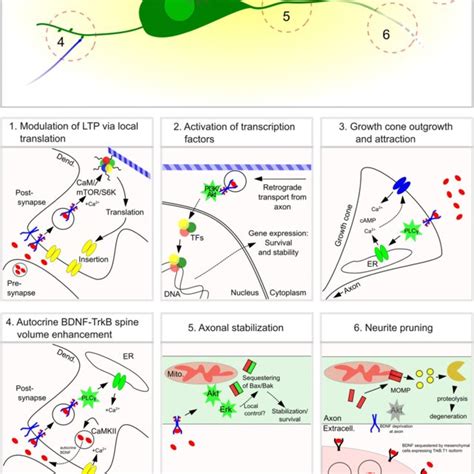 Brain Derived Neurotrophic Factor Bdnf And Trkb Signaling Pathways