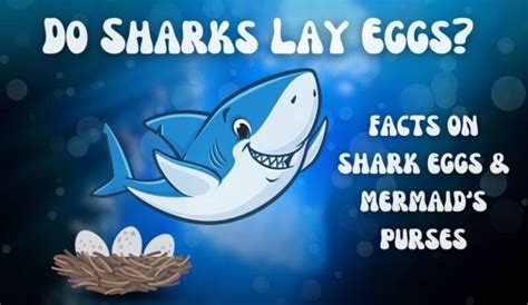 Do Sharks Lay Eggs Facts On Shark Eggs And Mermaid’s Purses Before The Flood