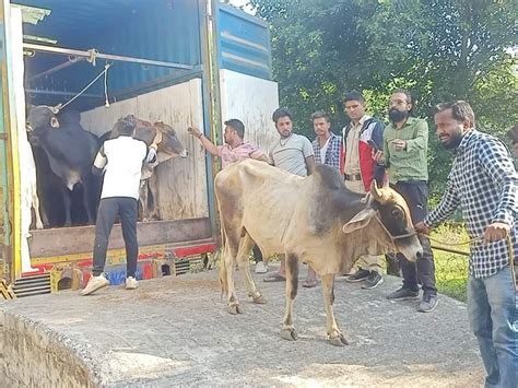 Container Full Of Cattle Caught In The Ocean हरियाणा पासिंग कंटेनर में हो रही थी तस्करी पीछा