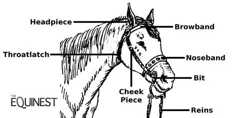 Horse Bridle Horses Horse Anatomy Horse Bridle