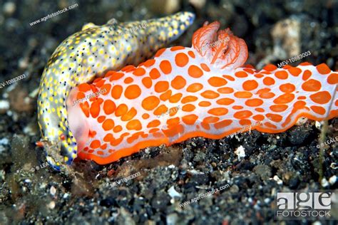 Gymnodoris Rubropapulosa Orange Spots Is A Predatory Species Which