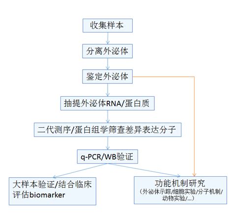 外泌体研究服务 其它服务 技术服务 生物在线